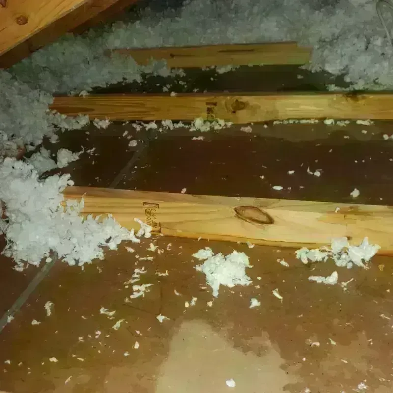 Attic Water Damage in Chippewa County, MN