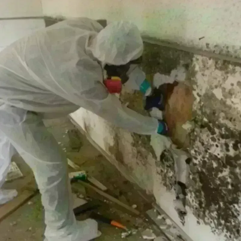 Mold Remediation and Removal in Chippewa County, MN